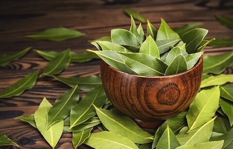 برگ بو؛ گیاهی خوش‌عطر با خواص شگفت‌انگیز درمانی