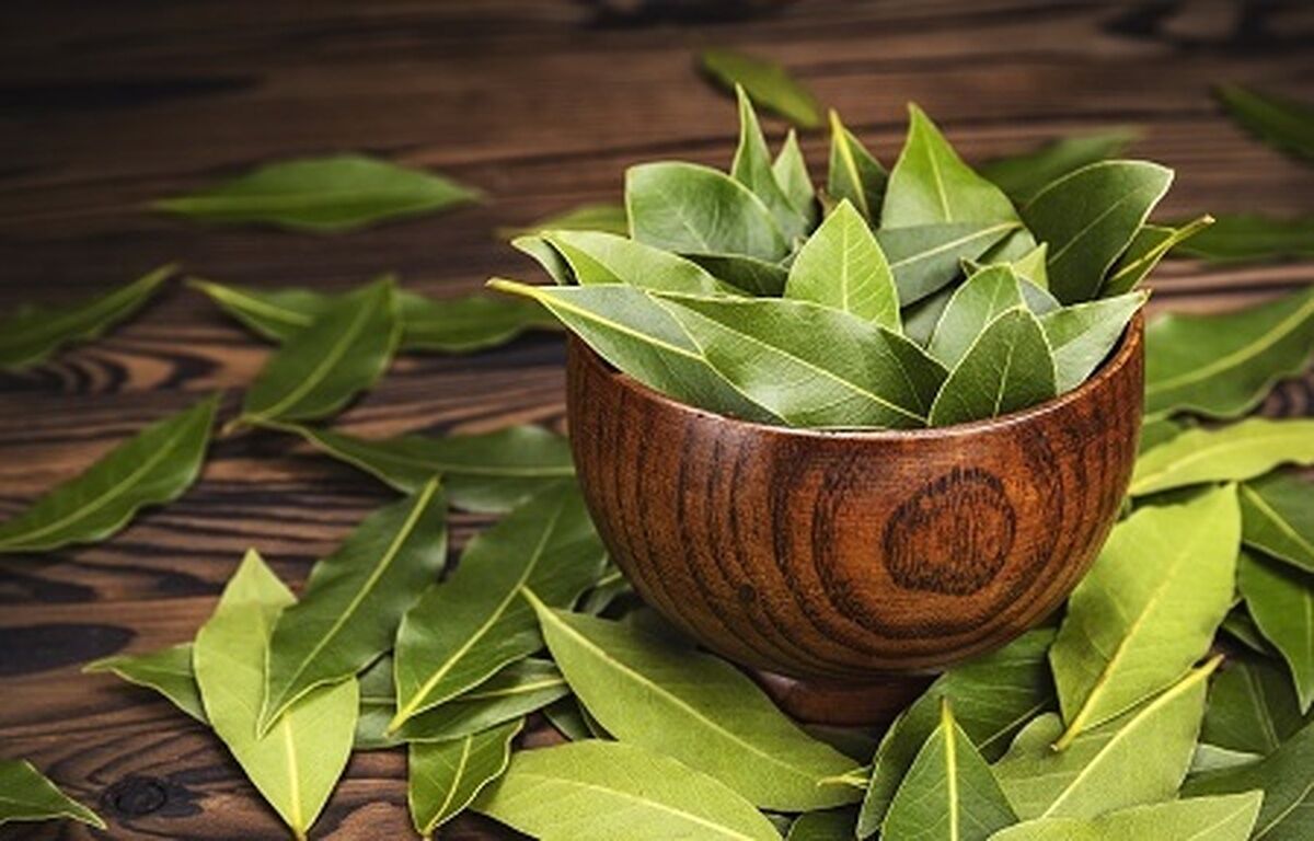 برگ بو؛ گیاهی خوش‌عطر با خواص شگفت‌انگیز درمانی