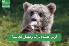 خرس گمشده پارک پردیسان کجاست؟