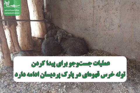 عملیات جست‌وجو برای پیدا کردن توله خرس قهوه‌ای در پارک پردیسان ادامه دارد