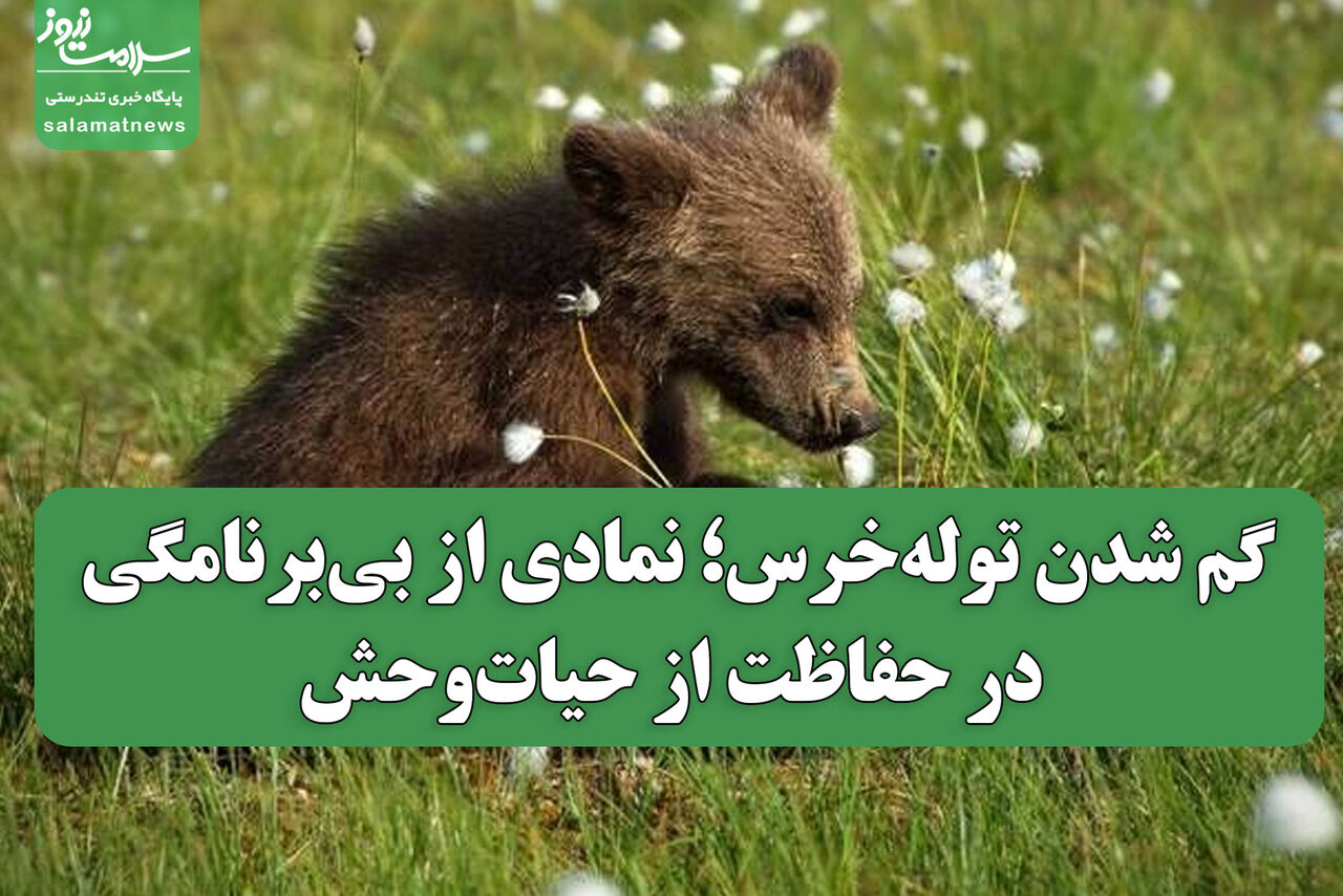 گمشدن تولهخرس؛ نمادی از بیبرنامگی در حفاظت از حیاتوحش گمشدن تولهخرس؛ نمادی از بیبرنامگی در حفاظت از حیاتوحش