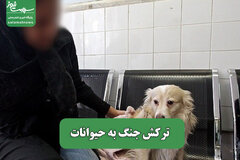 ترکش جنگ به حیوانات