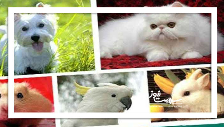 چند نکته مهم در مراقبت از حیوانات خانگی 