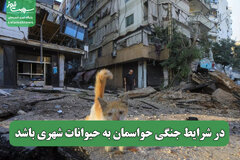 در شرایط جنگی حواسمان به حیوانات شهری باشد