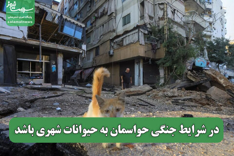 در شرایط جنگی حواسمان به حیوانات شهری باشد