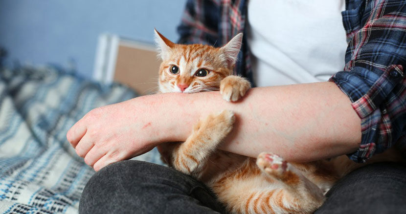 آمار نگران کننده گزش حیوانات خانگی؛ ضرورت مهار ۱۴۰۰ بیماری واگیر آمار نگران کننده گزش حیوانات خانگی؛ ضرورت مهار ۱۴۰۰ بیماری واگیر