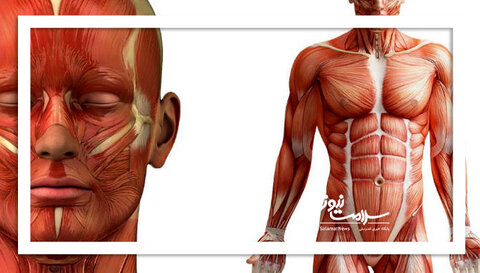 سلامت این ارگان پیری را به تعویق می‌اندازد