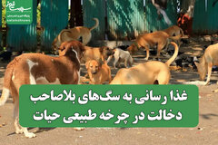 غذا رسانی به سگ‌های بلاصاحب، دخالت در چرخه طبیعی حیات