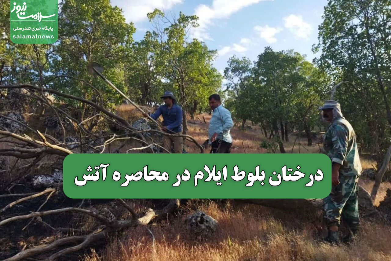 درختان بلوط ایلام در محاصره آتش