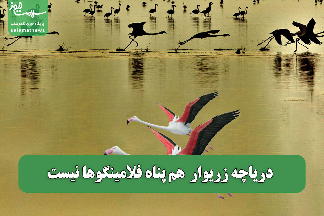 دریاچه زریوار  هم پناه فلامینگوها نیست