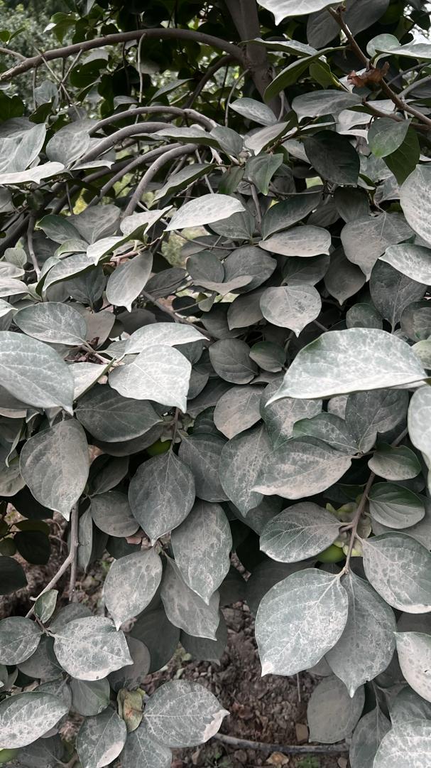 دو نفر کشته انفجار بی خبر معدن/ تجمع کنندگان: به تخلف های معادن بلده رسیدگی کنید!