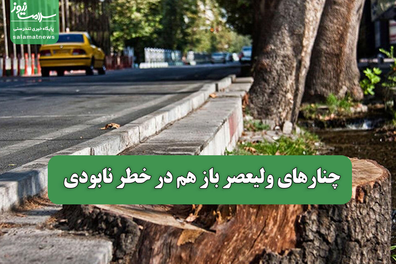 چنارهای ولیعصر باز هم در خطر نابودی 