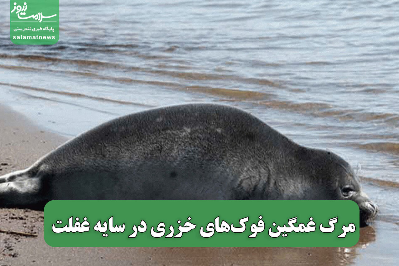 مرگ غمگین فوک‌های خزری در سایه غفلت 
