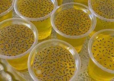 نوشیدنیهای ضروری برای زائران اربعین؛ خاکشیر و تخم شربتی برای مقابله با گرمازدگی نوشیدنیهای ضروری برای زائران اربعین؛ خاکشیر و تخم شربتی برای مقابله با گرمازدگی