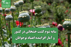 سایه شوم کشت خشخاش در کشور و آمار افزاینده اعتیاد نوجوانان