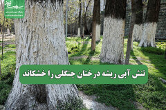 تنش آبی ریشه درختان جنگلی را خشکاند