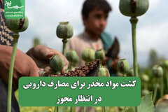 کشت مواد مخدر برای مصارف دارویی در انتظار مجوز