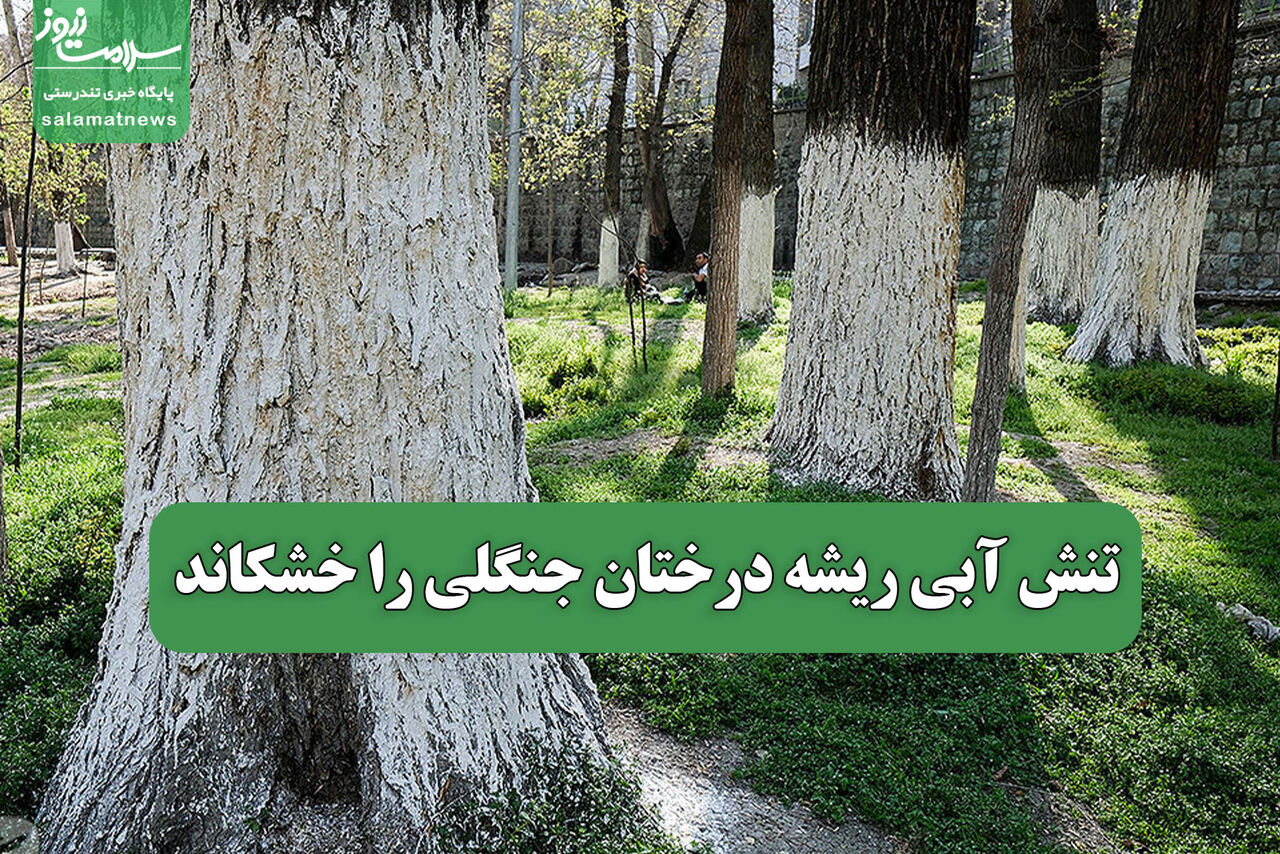 تنش آبی ریشه درختان جنگلی را خشکاند تنش آبی ریشه درختان جنگلی را خشکاند