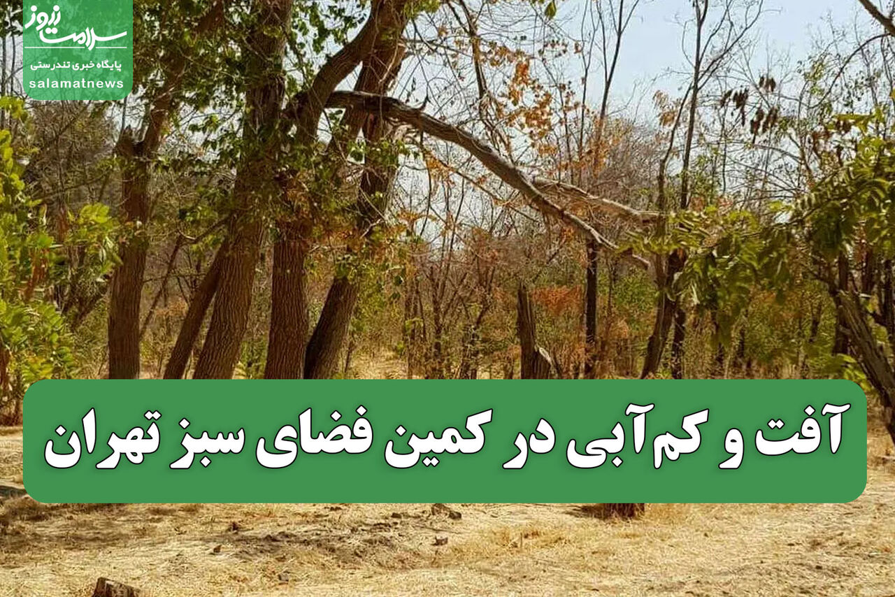 آفت و کم‌آبی در کمین فضای سبز تهران