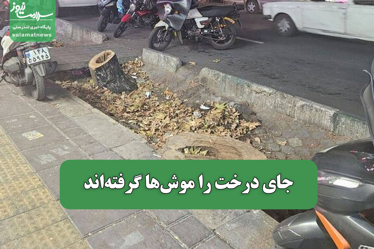 جای درخت‌ را موش‌ها گرفته‌اند