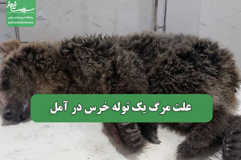 علت مرگ یک توله خرس در آمل