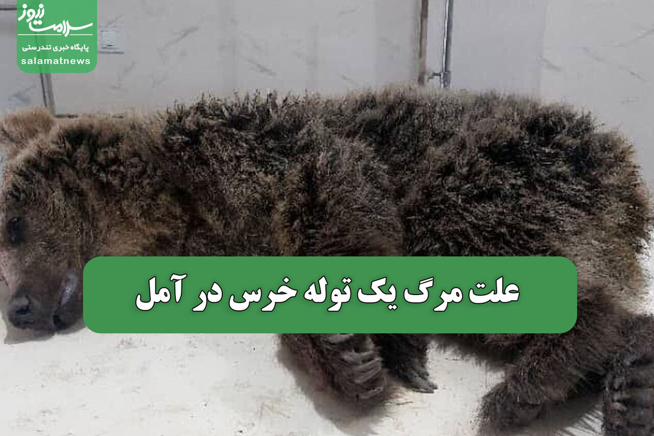  علت مرگ یک توله خرس در آمل 