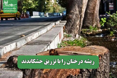 ریشه درختان را با تزریق خشکاندند