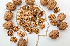 فواید گردو برای مغز