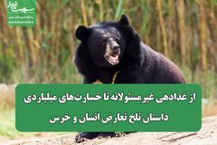 از غذادهی غیرمسئولانه تا خسارت‌های میلیاردی؛ داستان تلخ تعارض انسان و خرس