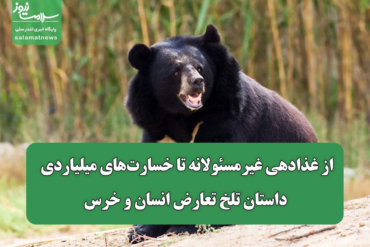 از غذادهی غیرمسئولانه تا خسارت‌های میلیاردی؛ داستان تلخ تعارض انسان و خرس