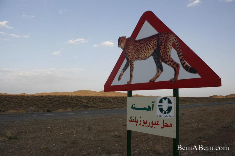 در یک قدمی انقراض؛ گله ها و مرتع ها را فروختیم تا یوزپلنگ ها بمانند!