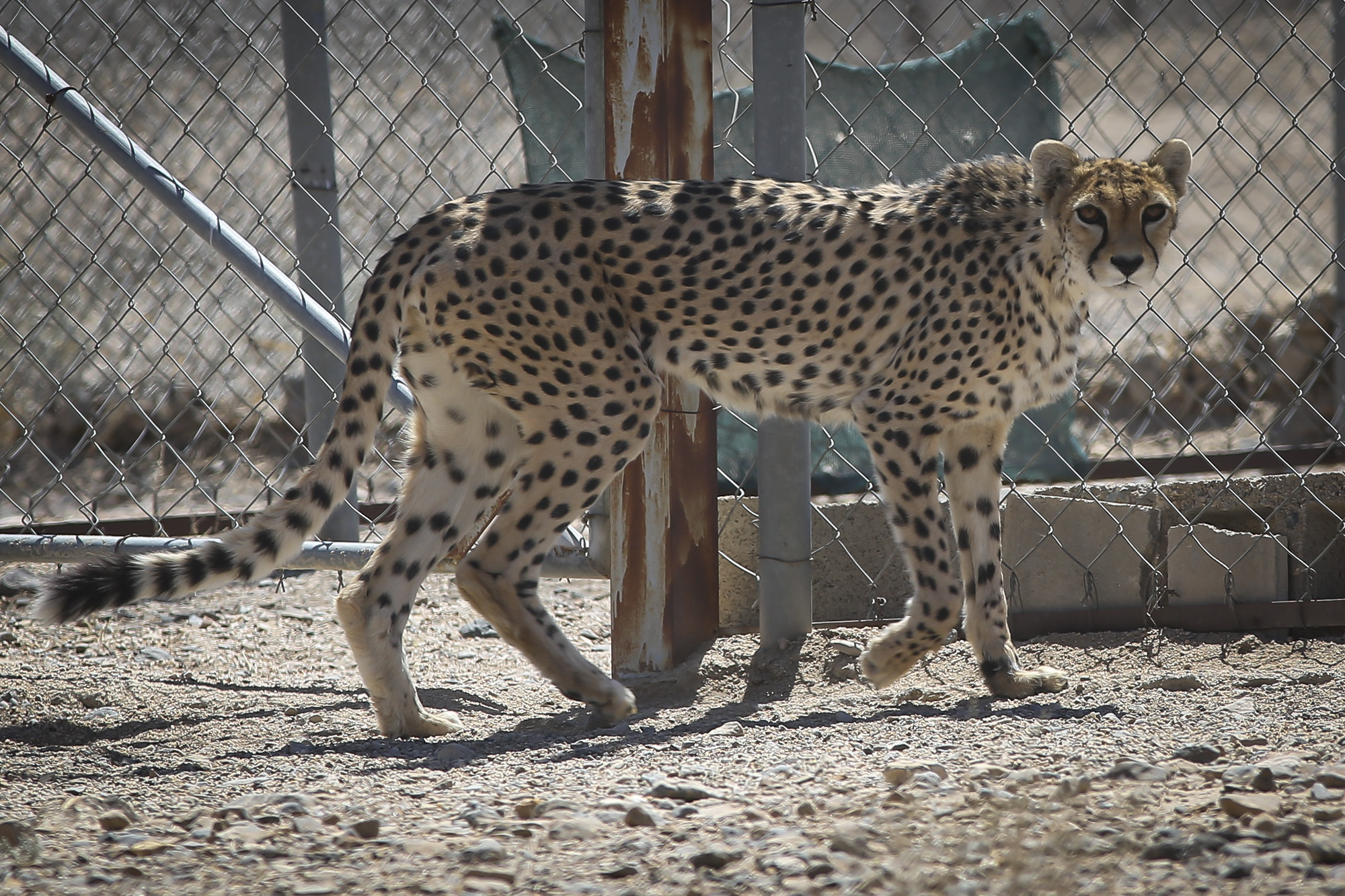 در یک قدمی انقراض؛ گله ها و مرتع ها را فروختیم تا یوزپلنگ ها بمانند!