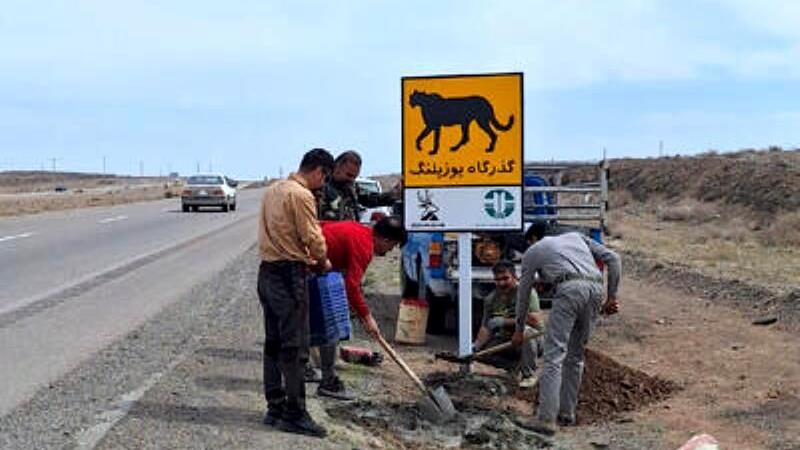 در یک قدمی انقراض؛ گله ها و مرتع ها را فروختیم تا یوزپلنگ ها بمانند!