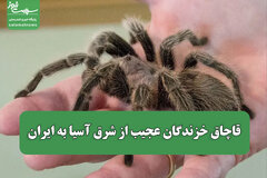 قاچاق خزندگان عجیب از شرق آسیا به ایران