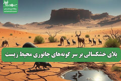بلای خشکسالی بر سر گونه‌های جانوری محیط زیست