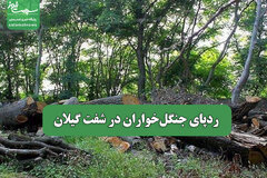 ردپای جنگل‌خواران در شفت گیلان