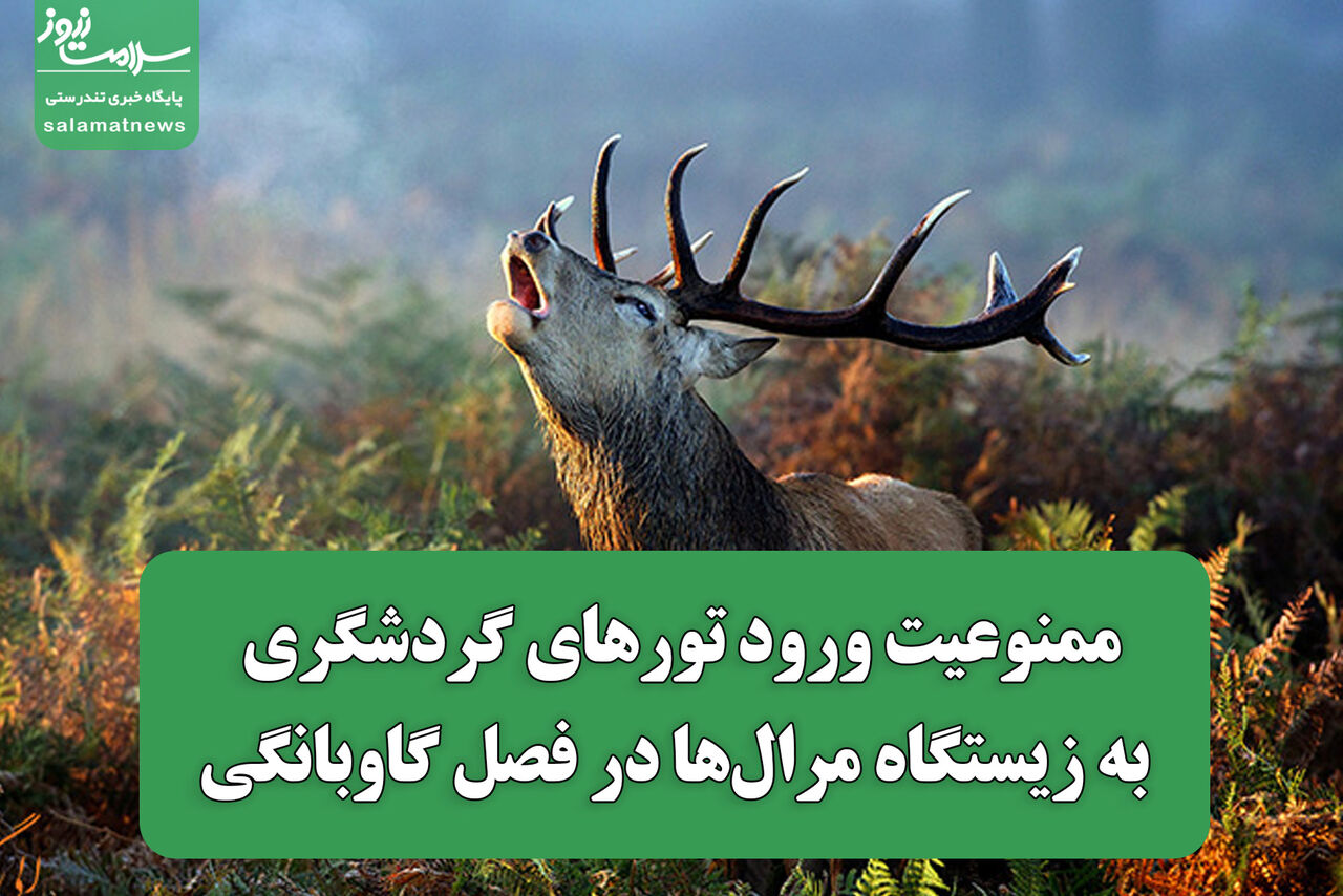 ممنوعیت ورود تورهای گردشگری به زیستگاه مرال‌ها در فصل گاوبانگی