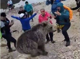 خرس سبلان را به زیستگاهی دور از انسان ببرید نه باغ وحش !