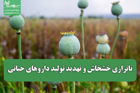 ناترازی خشخاش و تهدید تولید داروهای حیاتی