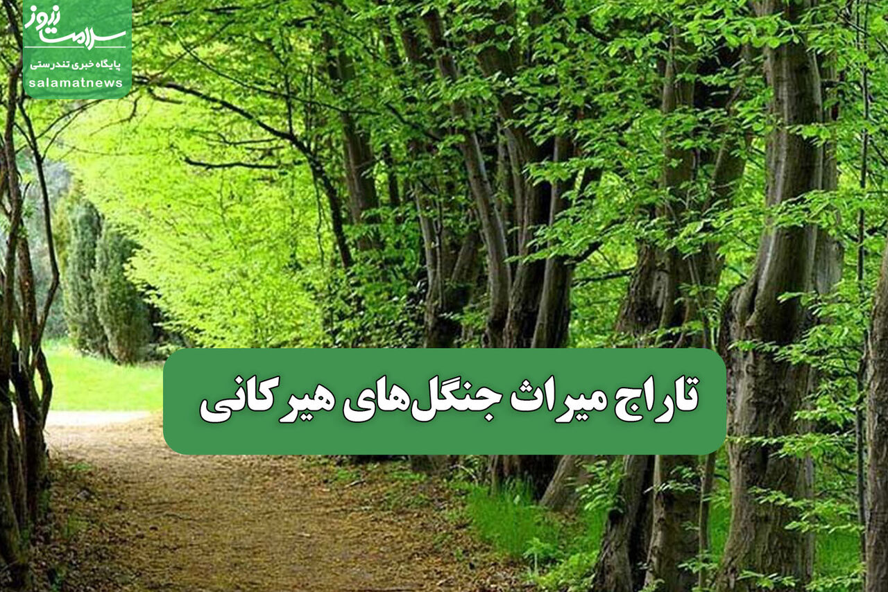 تاراج میراث جنگل‌های هیرکانی