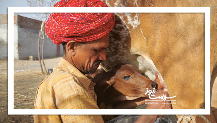 تب داغ لبنیات سنتی 