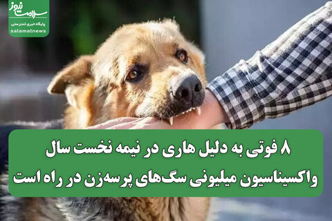 ۸ فوتی به دلیل هاری در نیمه نخست سال / واکسیناسیون میلیونی سگ‌های پرسه‌زن در راه است