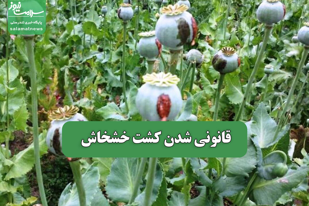 قانونی شدن کشت خشخاش