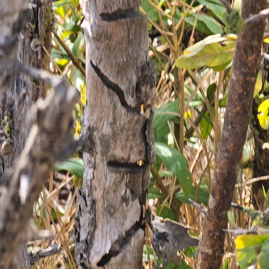 آفت های چوب خوار بزرگ ترین انارستان وحشی خاورمیانه را می بلعند!