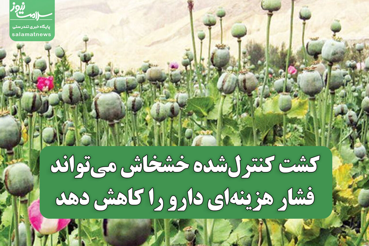 کشت کنترل‌شده خشخاش می‌تواند فشار هزینه‌ای دارو را کاهش دهد