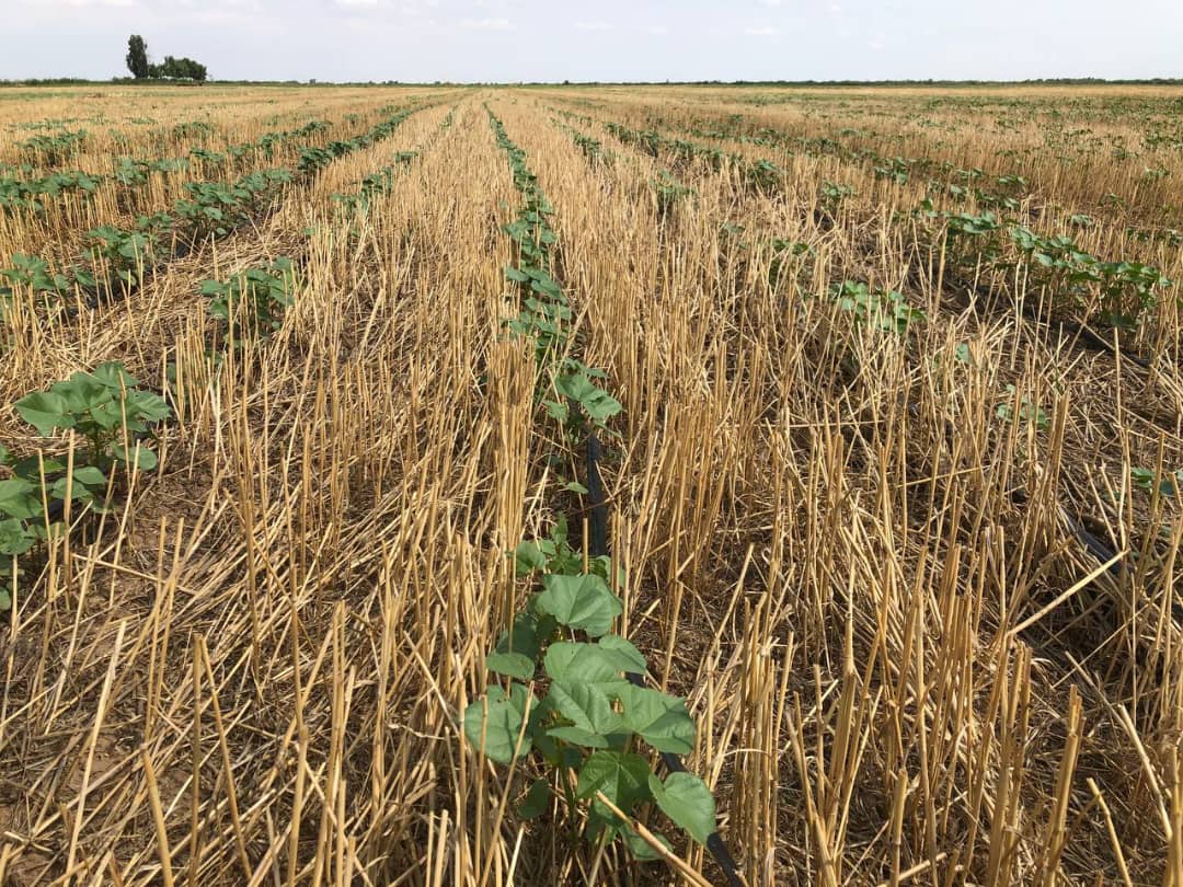 پنبه و کشاورزی حفاظتی؛ زوج مناسب در حفاظت خاک و ترسیب کربن