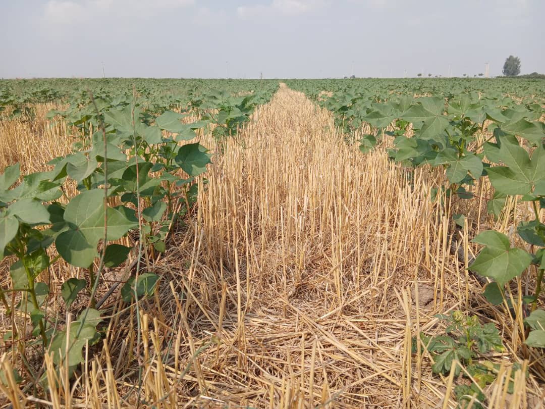 پنبه و کشاورزی حفاظتی؛ زوج مناسب در حفاظت خاک و ترسیب کربن