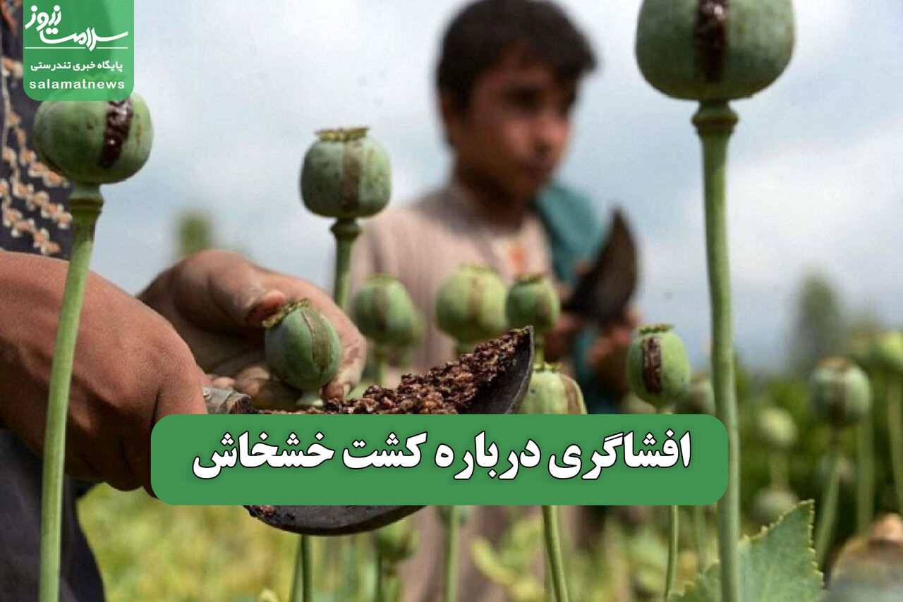 افشاگری درباره کشت خشخاش