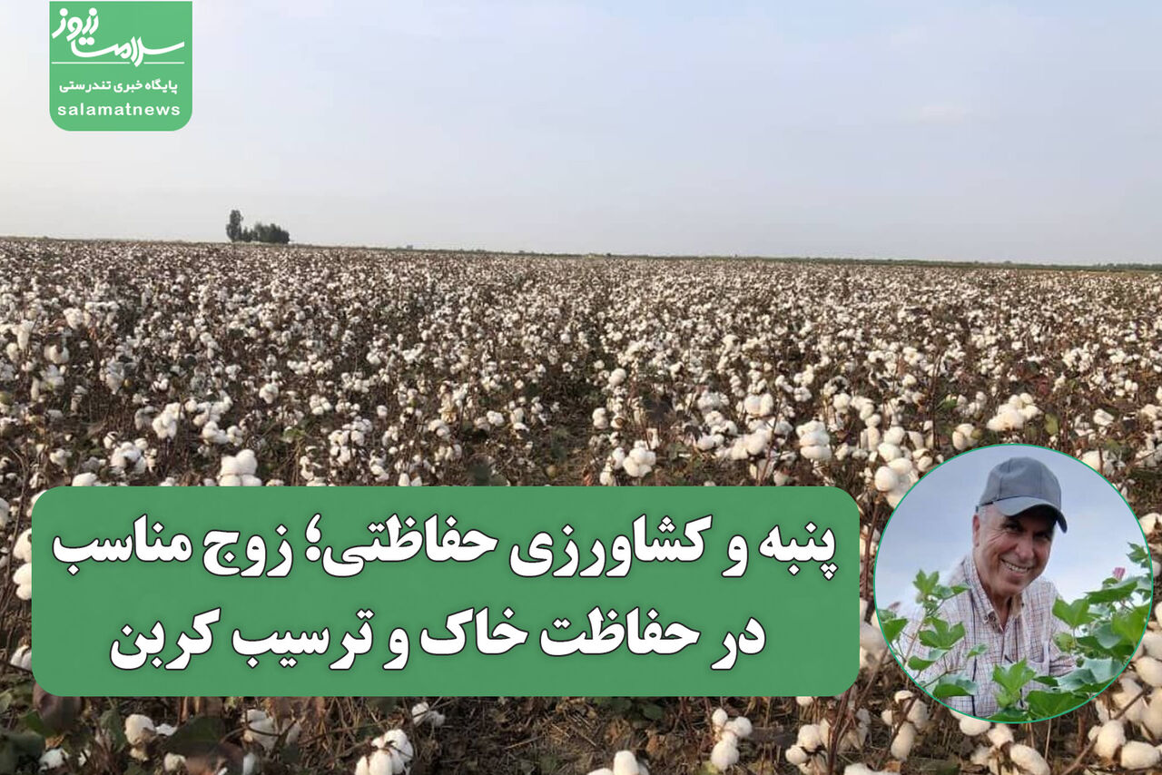 پنبه و کشاورزی حفاظتی؛ زوج مناسب در حفاظت خاک و ترسیب کربن