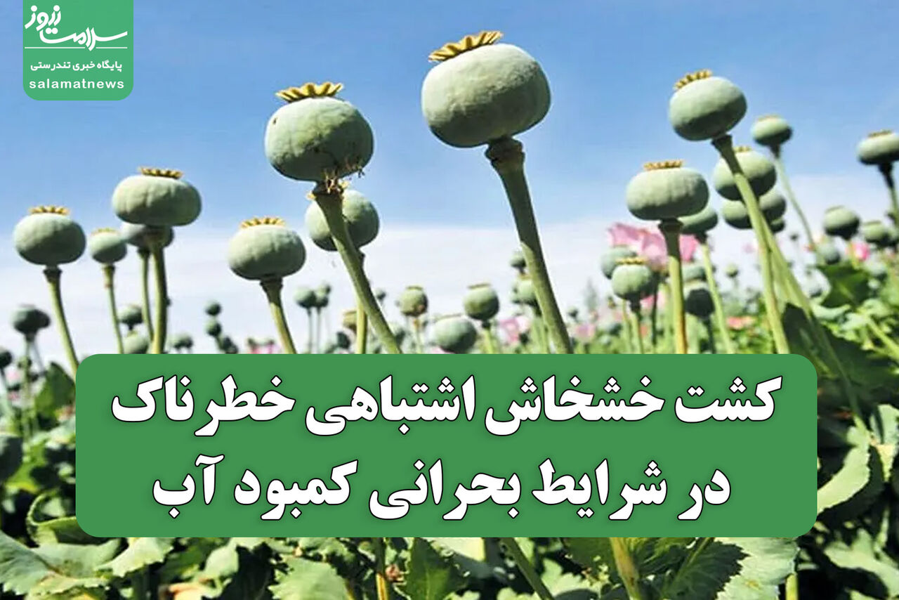 کشت خشخاش اشتباهی خطرناک در شرایط بحرانی کمبود آب